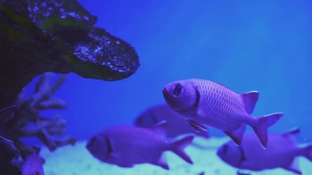 Schooling Pinjalo Snappers in a beautiful coral reef. Close up of a fish swimming. Tour of the fish tank. Pisces swim in the aquarium. A pond with a closeup of marine fish with blue backlight. — Stok video