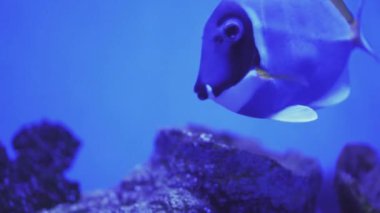 Close Up of Surgeonfish Swimming. Close up of a fish swimming. Tour of the fish tank. Pisces swim in the aquarium. A pond with a closeup of marine fish with blue backlight. Exotic ocean dwellers.