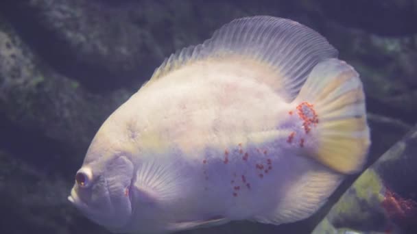 Exotische tropische vis albino astronotus of Astronotus Ocellatus in blauw water Rondleiding door het aquarium. Vissen zwemmen in het aquarium. Een waterplas met een close-up van zeevissen met blauwe achtergrondverlichting. — Stockvideo