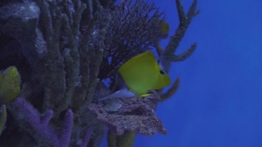 Siganidae, Sea Foxes, Acquarium, Closeup, Blue-Face Angel, Euxiphiops xanthometapon, Flossil Mercan Resifi, Mavi Halka Melek Balığı 'nın yüzgeci, akvaryum, okyanus altı, su altı, mavi lamba.