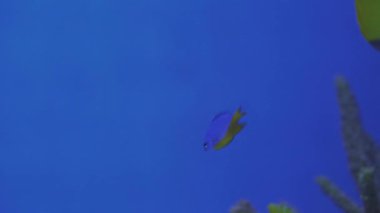 Sert mercan mikro habitatında yüzen papaz balığı, Krisiptera hemisiyanea. Akvaryum turu. Balık burcu akvaryumda yüzer. Mavi arka ışıklandırması olan deniz balıklarına yakın bir gölet..