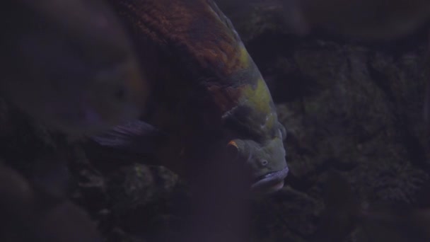 Exotische tropische vissen Astronotus of Astronotus Ocellatus in blauw water van het aquarium. Rondleiding door het aquarium. Vissen zwemmen in het aquarium. Een waterplas met een close-up van zeevissen met blauwe achtergrondverlichting. — Stockvideo