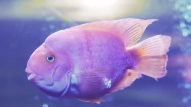 Kan papağanı cichlid ya da papağan cichlid, suda büyük güzel kırmızı balık. Yüzen bir balığa yaklaş. Balık burcu akvaryumda yüzer. Mavi arka ışıklandırması olan deniz balıklarına yakın bir gölet..