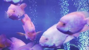 Kan papağanı cichlid ya da papağan cichlid, suda büyük güzel kırmızı balık. Yüzen bir balığa yaklaş. Balık burcu akvaryumda yüzer. Mavi arka ışıklandırması olan deniz balıklarına yakın bir gölet..