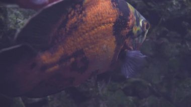 Exotic tropical fish Astronotus or Astronotus Ocellatus in blue water of the aquarium. Tour of the fish tank. Pisces swim in the aquarium. A pond with a closeup of marine fish with blue backlight.