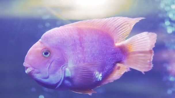 Sangue pappagallo ciclide o pappagallo ciclide, grande bel pesce rosso in acqua. Primo piano di un pesce che nuota. I pesci nuotano nell'acquario. Uno stagno con un primo piano di pesci marini con retroilluminazione blu . — Video Stock