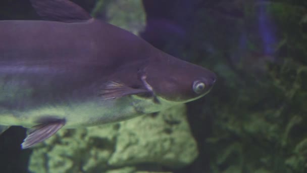 Chao Phraya peixe-gato gigante. Pangasius sanitwongsei. Feche de um peixe nadando. Visita ao aquário. Peixes nadam no aquário. Uma lagoa com um close-up de peixes marinhos com luz de fundo azul . — Vídeo de Stock