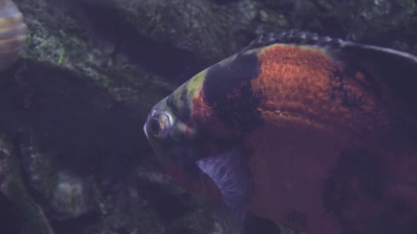 Egzotikus trópusi hal Astronotus vagy Astronotus Ocellatus az akvárium kék vizében. Túra az akváriumban. A halak úsznak az akváriumban. Egy tó egy közeli tengeri hal kék háttérvilágítással. — Stock videók