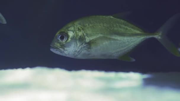 Σχολείο του Snub Nosed Dart, Oyster Cracker, Snubnosed Pompano. Κοντινό πλάνο ενός ψαριού που κολυμπάει. Ξενάγηση στο ενυδρείο. Οι Ιχθείς κολυμπούν στο ενυδρείο. Μια λίμνη με ένα κοντινό πλάνο των θαλάσσιων ψαριών με μπλε backlight. — Αρχείο Βίντεο