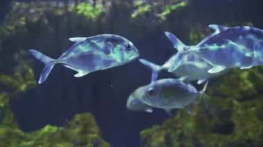 Snub Nosed Dart Okulu, istiridye krakeri, Snubnosed Pompano. Yüzen bir balığa yaklaş. Akvaryum turu. Balık burcu akvaryumda yüzer. Mavi arka ışıklandırması olan deniz balıklarına yakın bir gölet..
