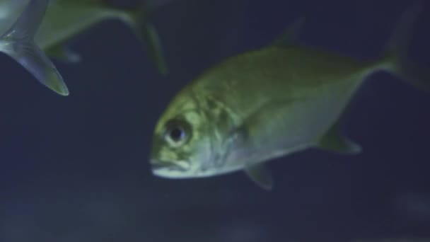 School of Snub Nosed Dart, Oyster Cracker, Snubnosed Pompano. Sluiten van een vis die zwemt. Rondleiding door het aquarium. Vissen zwemmen in het aquarium. Een waterplas met een close-up van zeevissen met blauwe achtergrondverlichting. — Stockvideo