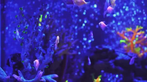 Los peces decorativos nadan en el acuario con agua azul. Antecedentes de la vida submarina Piscis. Recorrido por la pecera. Piscis nadan en el acuario. Un estanque con un primer plano de peces marinos con luz de fondo azul — Vídeos de Stock