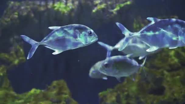 School of Snub Nosed Dart, Oyster Cracker, Snubnosed Pompano. Sluiten van een vis die zwemt. Rondleiding door het aquarium. Vissen zwemmen in het aquarium. Een waterplas met een close-up van zeevissen met blauwe achtergrondverlichting. — Stockvideo