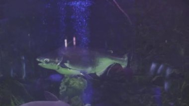 Chao Phraya dev yayın balığı. Pangasius Sanitwongsei. Yüzen bir balığa yaklaş. Akvaryum turu. Balık burcu akvaryumda yüzer. Mavi arka ışıklandırması olan deniz balıklarına yakın bir gölet..