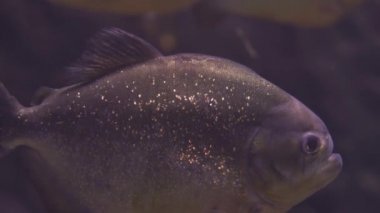 A flock of predatory fish piranha under water. Several fish in underwater scenery. Close up of a fish swimming. Tour of the fish tank. Pisces swim in the aquarium.