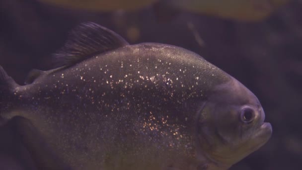 Un troupeau de poissons prédateurs piranha sous l'eau. Plusieurs poissons dans des paysages sous-marins. Gros plan d'un poisson nageant. Visite de l'aquarium. Poissons nagent dans l'aquarium . — Video