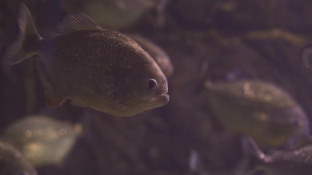 Una bandada de pirañas depredadoras bajo el agua. Varios peces en el paisaje submarino. Primer plano de un pez nadando. Recorrido por la pecera. Piscis nadan en el acuario . — Vídeos de Stock