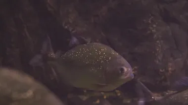 A flock of predatory fish piranha under water. Several fish in underwater scenery. Close up of a fish swimming. Tour of the fish tank. Pisces swim in the aquarium.