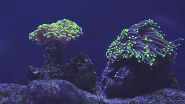 Hermosa flor marina en el mundo submarino con corales y peces. Flores marinas moviéndose en pecera . — Vídeos de Stock