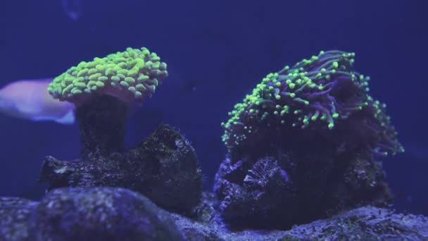 Hermosa flor marina en el mundo submarino con corales y peces. Flores marinas moviéndose en pecera . — Vídeos de Stock