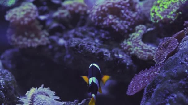 Nemo klaun ryby v sasance na barevném zdravém korálovém útesu. Anemonefish nemo pár plavání pod vodou. Scuba potápění korálové útesy scéna s nemo a sasanky. — Stock video