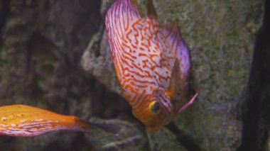 Exotic tropical discus fish in aquarium. Close up of a fish swimming. Tour of the fish tank. Pisces swim in the aquarium.A pond with a closeup of marine fish with blue backlight. Exotic ocean dwellers
