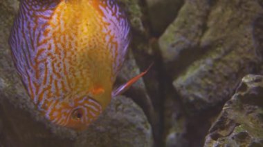 Exotic tropical discus fish in aquarium. Close up of a fish swimming. Tour of the fish tank. Pisces swim in the aquarium.A pond with a closeup of marine fish with blue backlight. Exotic ocean dwellers