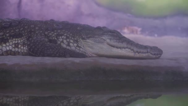 Sleeping Nile Crocodile. Close up. Pisces swim in the aquarium. — Stock Video