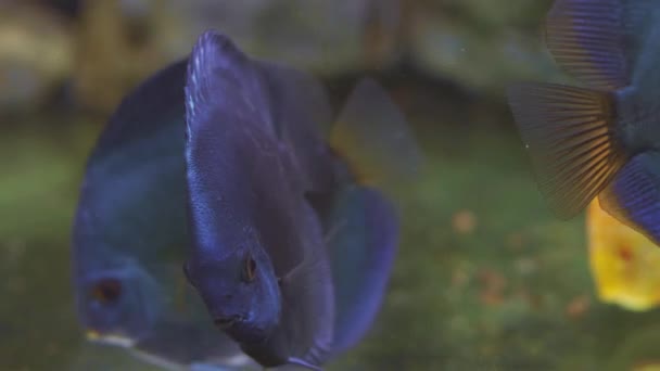 Discus exotiques tropicaux poissons dans l'aquarium. Gros plan d'un poisson nageant. Visite de l'aquarium. Poissons nagent dans l'aquarium.Un étang avec un gros plan de poissons marins avec rétro-éclairage bleu. Habitants des océans exotiques — Video