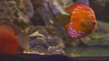 Exotic tropical discus fish in aquarium. Close up of a fish swimming. Tour of the fish tank. Pisces swim in the aquarium.A pond with a closeup of marine fish with blue backlight. Exotic ocean dwellers