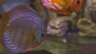 Exotic tropical discus fish in aquarium. Close up of a fish swimming. Tour of the fish tank. Pisces swim in the aquarium.A pond with a closeup of marine fish with blue backlight. Exotic ocean dwellers