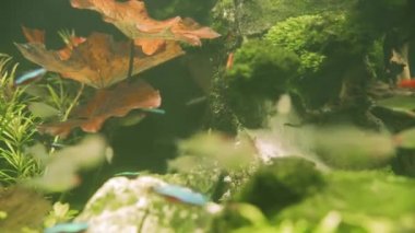 Colorful aquarium fish swimming in a freshwater fish tank. Neon tetra fish, Paracheirodon innesi. Pisces swim in the aquarium. A pond with a closeup of marine fish with blue backlight.