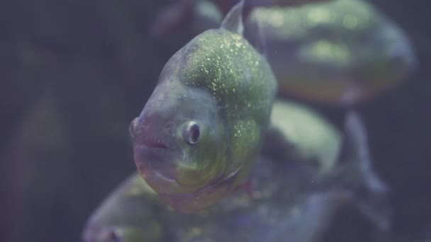 Una bandada de pirañas depredadoras bajo el agua. Varios peces en el paisaje submarino. Primer plano de un pez nadando. Recorrido por la pecera. Piscis nadan en el acuario . — Vídeos de Stock