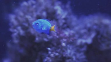 Sert mercan mikro habitatında yüzen papaz balığı, Krisiptera hemisiyanea. Akvaryum turu. Balık burcu akvaryumda yüzer. Mavi arka ışıklandırması olan deniz balıklarına yakın bir gölet..