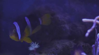 Nemo clown fish in the anemone on the colorful healthy coral reef. Anemonefish nemo couple swimming underwater. Scuba diving coral reef scene with nemo and anemone.