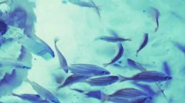 Exotic tropical discus fish in aquarium. Close up of a fish swimming. Tour of the fish tank. Pisces swim in the aquarium.A pond with a closeup of marine fish with blue backlight. Exotic ocean dwellers