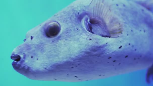 Bílá-skvrnitý Puffer, Arothron Hispidus Closeup, oči, otevřete ústa, pohyblivé ploutve, fotoaparát po ryby, akvária, oceanárium, modré světlo lampy, pod vodou — Stock video