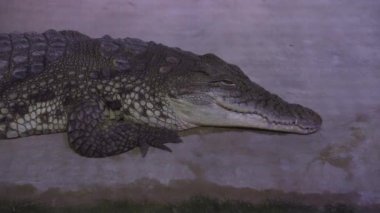Sleeping Nile Crocodile. Close up. Pisces swim in the aquarium.