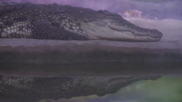 Alvó Nílusi Krokodil. Közelről. A halak úsznak az akváriumban.. — Stock videók