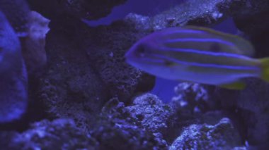Exotic tropical discus fish in aquarium. Close up of a fish swimming. Tour of the fish tank. Pisces swim in the aquarium.A pond with a closeup of marine fish with blue backlight. Exotic ocean dwellers