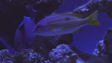 Exotic tropical discus fish in aquarium. Close up of a fish swimming. Tour of the fish tank. Pisces swim in the aquarium.A pond with a closeup of marine fish with blue backlight. Exotic ocean dwellers