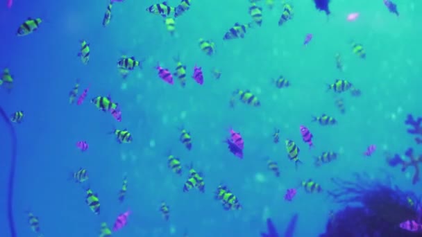 Groen Oranje Geel Neon Kleurrijke fluorescerende gloeivis Gymnocorymbus ternetzi vissen in het aquarium op de achtergrond van bellen. — Stockvideo