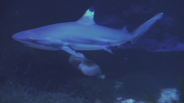 損傷した背側のフィンを持つジンベイザメリンコドン型。魚の水泳を閉じます。水槽のツアー。水族館では魚が泳いでいます青いバックライトを持つ海洋魚の閉鎖池. — ストック動画