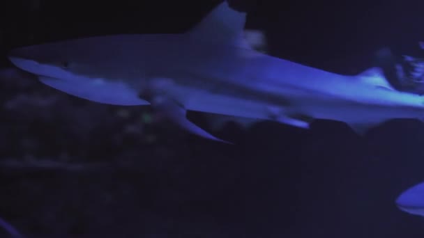 損傷した背側のフィンを持つジンベイザメリンコドン型。魚の水泳を閉じます。水槽のツアー。水族館では魚が泳いでいます青いバックライトを持つ海洋魚の閉鎖池. — ストック動画