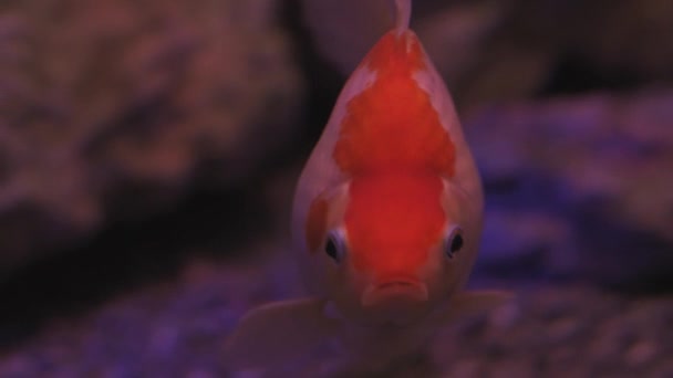 Vista em câmera lenta da diversão Goldfish nadando na tela preta. Feche de um peixe nadando. Visita ao aquário. Peixes nadam no aquário.Uma lagoa com um close-up de peixes marinhos com luz de fundo azul . — Vídeo de Stock
