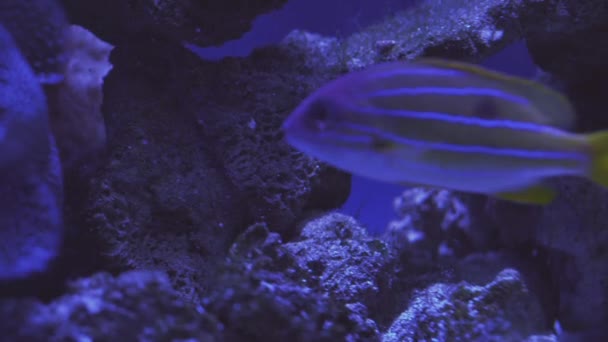 Exotic tropical discus fish in aquarium. Close up of a fish swimming. Tour of the fish tank. Pisces swim in the aquarium.A pond with a closeup of marine fish with blue backlight. Exotic ocean dwellers — Stockvideo