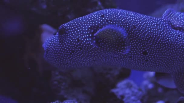 Puffer-manchado branco, Arothron Hispidus Closeup, olhos, boca aberta, barbatanas móveis, câmera seguindo o peixe, aquário, oceanário, luz azul, subaquático — Vídeo de Stock