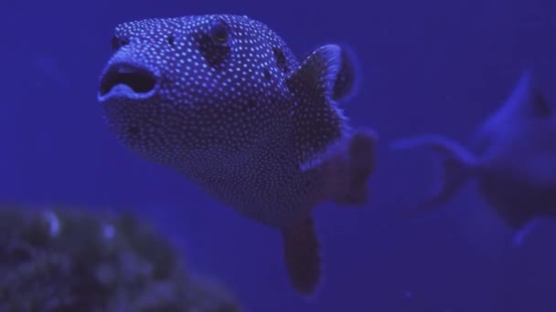 Белопятнистый фугу, Arothron Hispidus Closeup, глаза, открытый рот, движущиеся плавники, камера следуя за рыбой, аквариум, океанариум, синий фонарь, под водой — стоковое видео