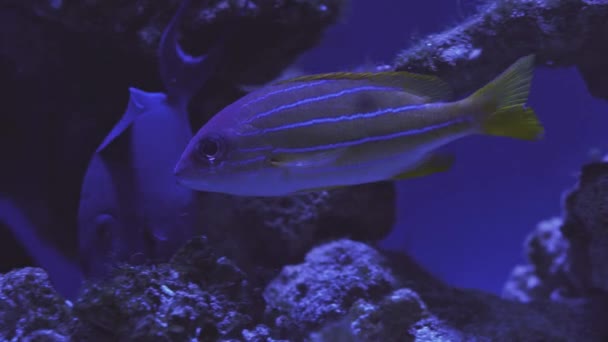 Екзотичні тропічні дискові риби в акваріумі. Близько до риби, що плаває. Екскурсія на рибний бак. Риби плавають в акваріумі. Ставок з крупним планом морської риби з синім підсвічуванням. Екзотичні жителі океану — стокове відео