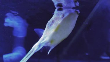Uzun boynuzlu inek balığı, Lactoria cornuta, boynuzlu boxfish olarak da bilinir, mercan yer ve akvaryum suyunda yüzer. Akvaryum turu. Balık burcu akvaryumda yüzer. Mavi arka ışıklandırmalı deniz balıklarına yakın çekim.